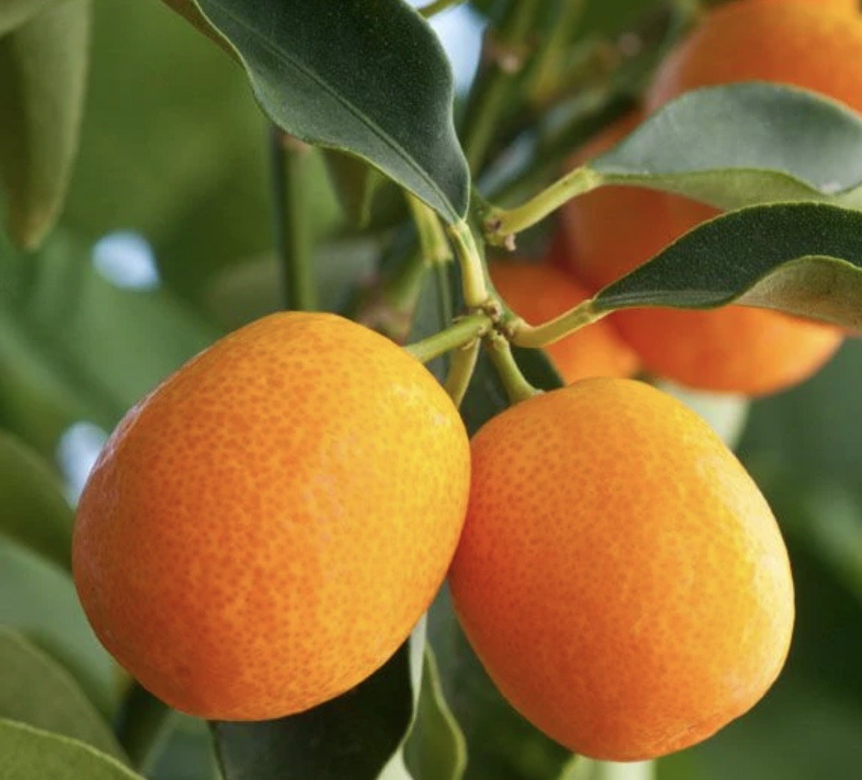 Read more about the article Uncovering the Sweet History of Koum Quat